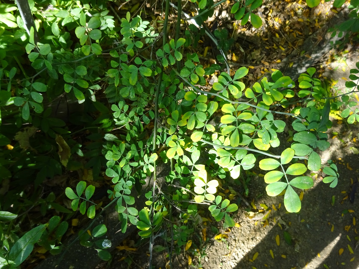 Hippocrepis emerus subsp. emerus (Fabaceae)